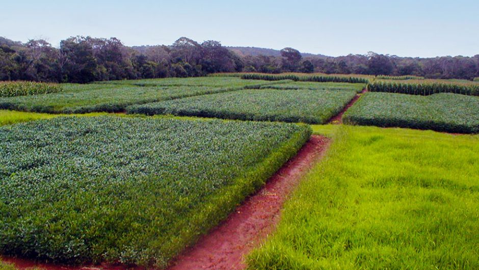 Plantio Direto e sucessão de culturas contribuem para mitigar emissões de óxido nitroso no Cerrado